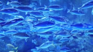 Group of fishes swimming in the Istanbul Aquarium in Turkey. Fish in the water. Diving. Colorful tropical fishes in oceanarium. Marine life. High quality 4k footage
