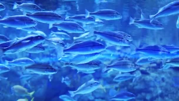 Группа Рыб Плавает Стамбульском Аквариуме Турции Рыба Воде Погружение Красочные — стоковое видео