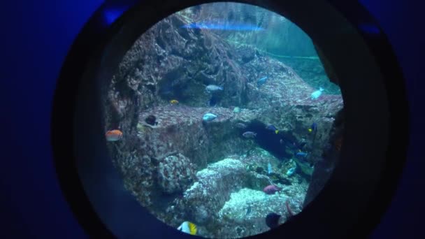 Круглое Окно Большой Стамбульский Аквариум Турции Подводный Океанариум Высококачественные Кадры — стоковое видео
