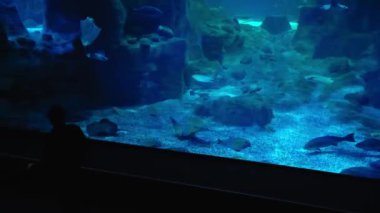 İstanbul Akvaryumu 'nun panoramik manzarası, yüzen farklı su hayvanları, suda parlayan doğal ışık ışınlarıyla deniz manzarası. Yüksek kalite 4k görüntü