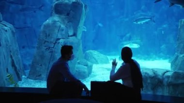 Çiftin Silueti. Maskeli adam ve Müslüman kadın akvaryumdaki balığa bakıyor. İstanbul Akvaryumu, Türkiye. Yüksek kalite 4k görüntü
