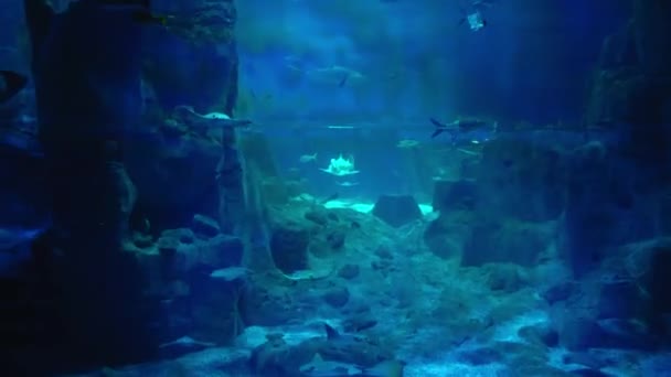 Beautiful Fish Oceanarium Deep Underwater World Panoramic View Different Water — Αρχείο Βίντεο
