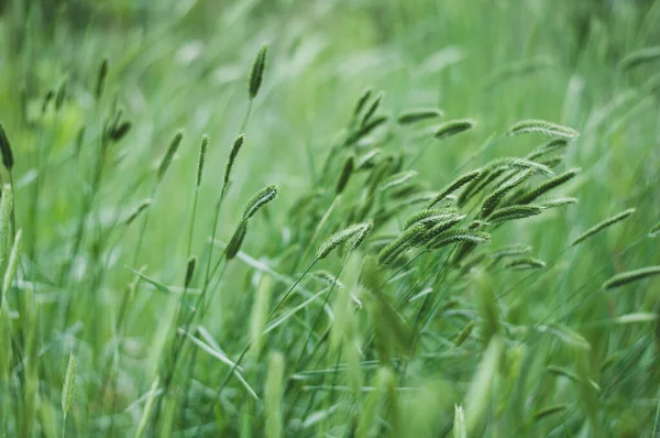 Dichtes Grünes Gras Mit Stacheln — Stockfoto