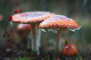 Ukrayna ormanında Amanita muscaria. Zehirli mantarlar. Yakın plan. Doğa arkaplanı