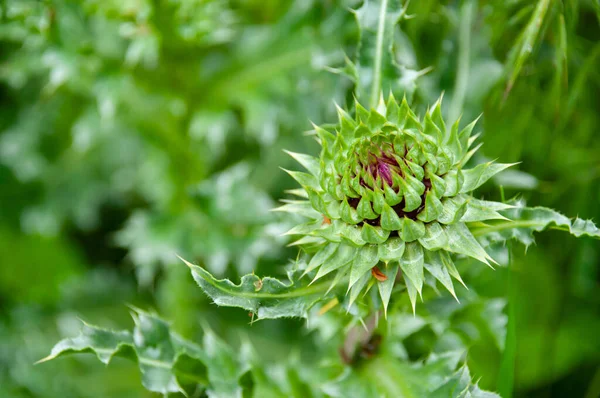 Carduus Acanthoides Vert Fleur Fraîche Avec Fond Légèrement Flou Printemps — Photo