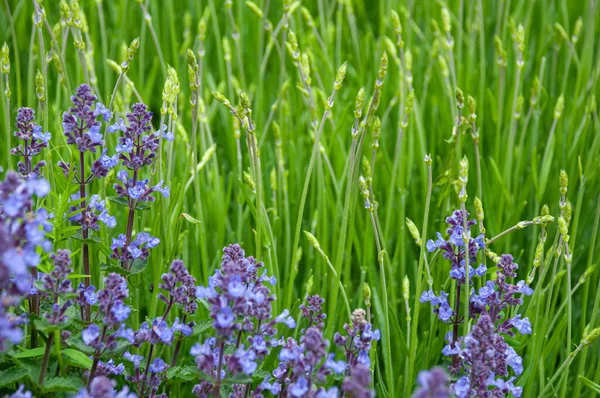 Purple and green Lavender flowers background. The scenery of a flower field in Ukraine. Close up. Soft focus