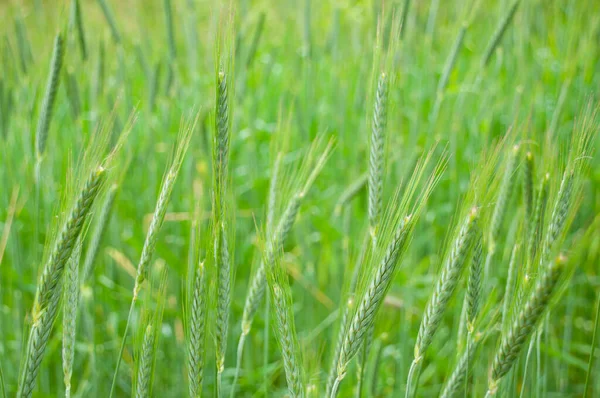 Delicate Green Wheat Field Which Looks Fresh Charming Close Image — Foto Stock