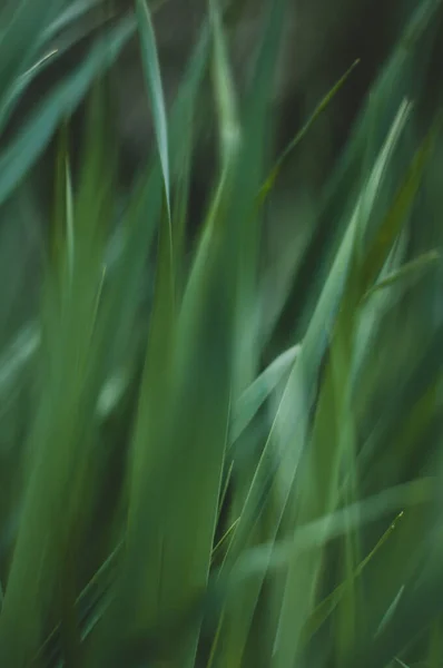 Grüne Frische Pflanzen Gras Nahaufnahme Für Hintergrund — Stockfoto