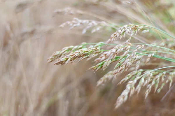 Nahaufnahme Von Trockenem Gras Auf Dem Feld Mit Unkonzentriertem Hintergrund — Stockfoto