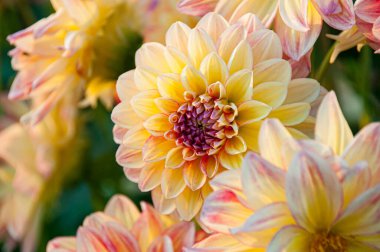 Sonbaharda güzel sarı Dahlia çiçekleri. Makro fotoğrafçılık. Yüksek kalite fotoğraf