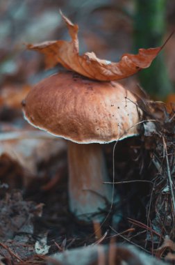 Ukrayna ormanında beyaz mantar. Beyaz mantar yakın plan. Ormanda mantar. Mantar makro görünümü