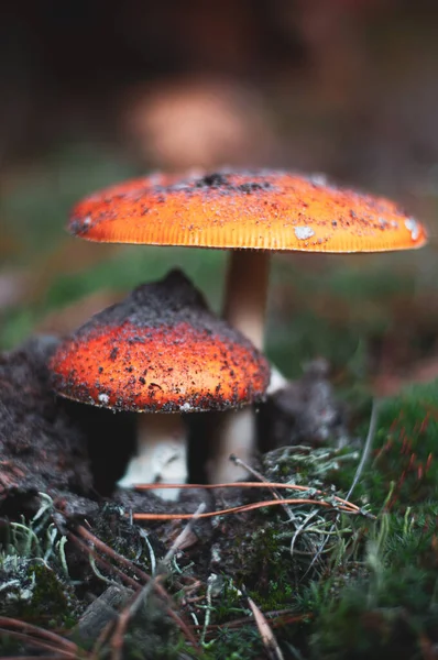 Family of amanita muscaria Poisonous mushrooms. Close-up. Nature background in Ukrainian forest