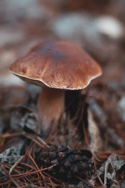 White mushroom in the Ukrainian forest. White mushroom closeup. Mushroom in forest. Mushroom macro view