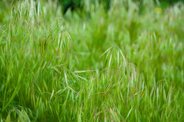 Delicate Green Wheat Field Which Looks Fresh Charming Close Image — Stock Photo, Image