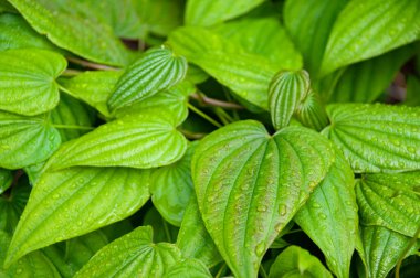 Çiğ taneli yeşil yapraklar. Yeşil yapraklar doku arkaplanı, Doğal arkaplan ve duvar kağıdı.