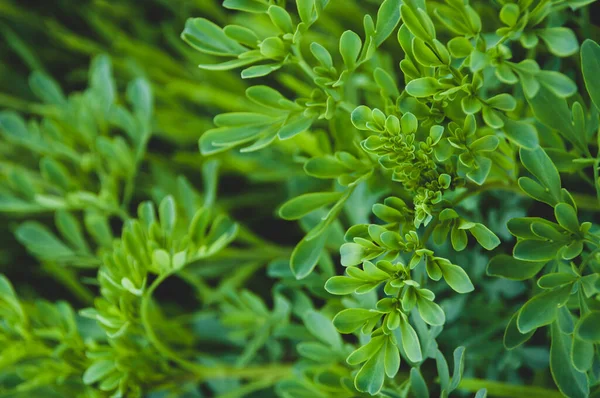 Clover Green Leaves Texture Background Natural Background Wallpaper — Foto Stock