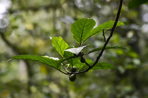 Green Leaves Forest Background Natural Green Texture Leaf Background Tropical — Photo