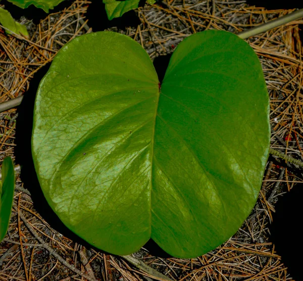 Folhas Naturais Textura Verde Natural Fundo Natureza Fundo Das Folhas — Fotografia de Stock