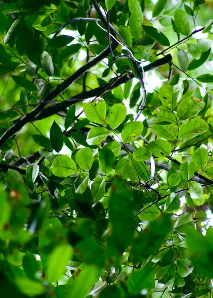 Green natural leaves. Natural green texture, tropical leaf background, leaf background