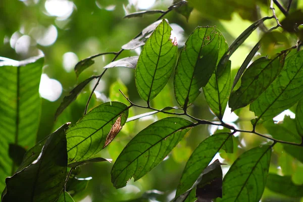 Natural Leaves Background Natural Green Texture Nature Background Leaves Background — Photo