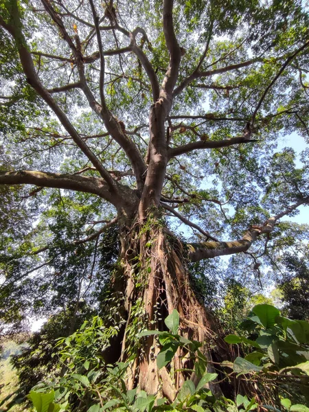 Majestic Natural Ficus Strom Indonésii Přírodní Strom Přírodní Zázemí — Stock fotografie