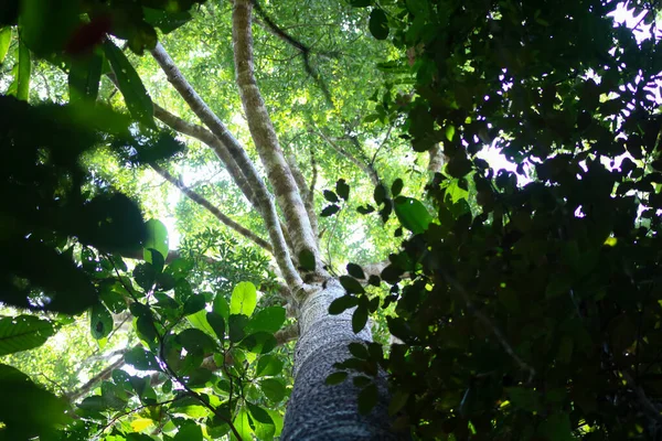 Vysoký Lesní Strom Zelené Pozadí Přírodní Les Pozadí Zelené Listy — Stock fotografie