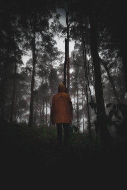 Dağ ormanlarının gizemi