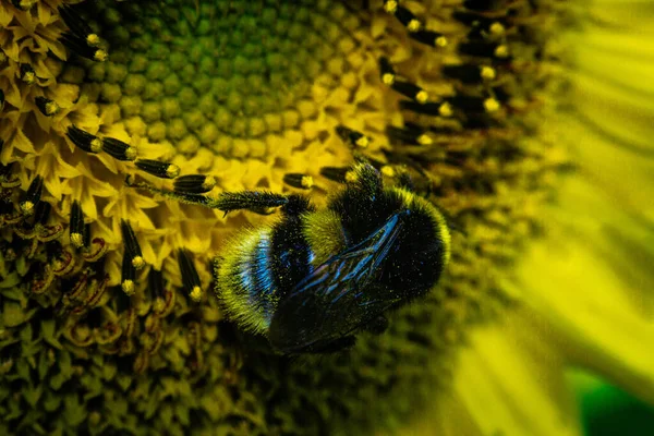 Gros Plan Tournesol — Photo