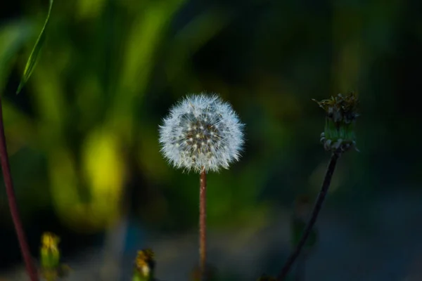 Dandelion Wind — Stock Photo, Image