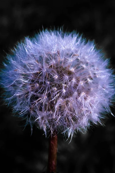 Close Dandelion — Stock Photo, Image