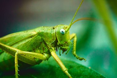 Yaprağın üzerinde çekirge