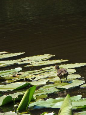 duck on the water lily