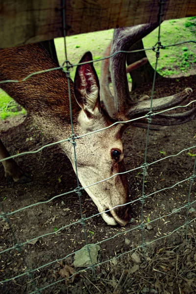 deer in the park Sofiyivka