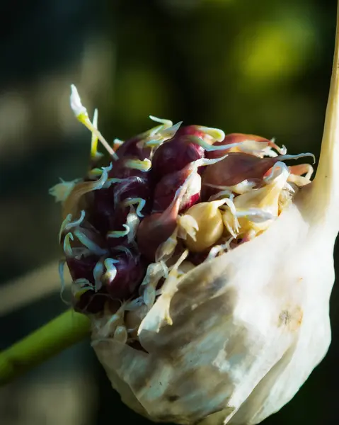 garlic sprouts on the background