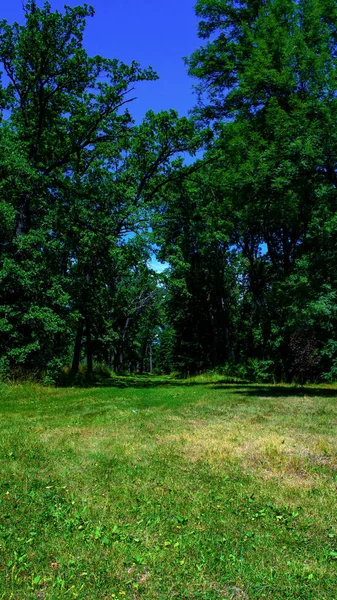  grass path in the park