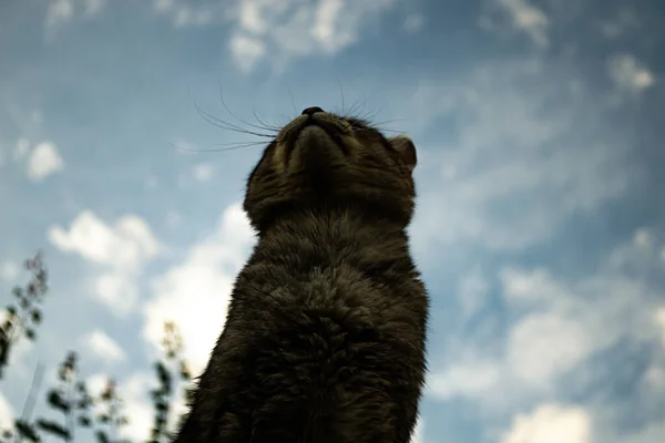 cat on the sky background