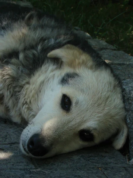 Bir köpek portresi 