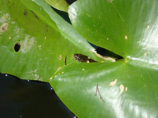a closeup shot of snake on a water lily a green leaf on a black background