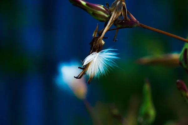 nature in macro in summer, flower