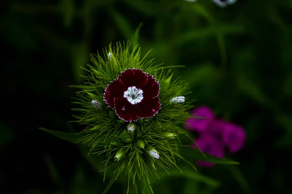 an incredible flower in nature