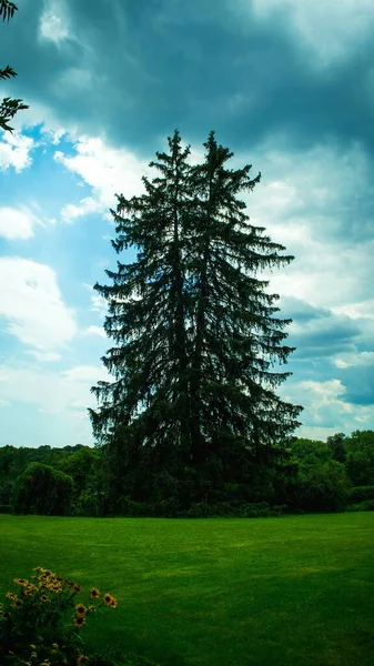 rare double fir trees in the park