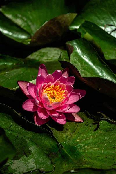 pink water lily in the park