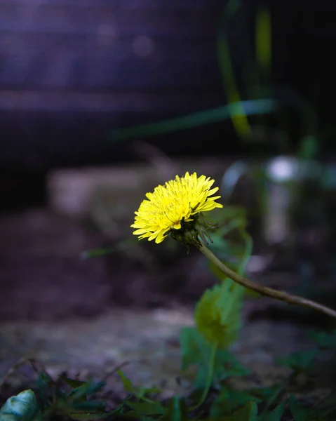 yellow dandelion in the nature
