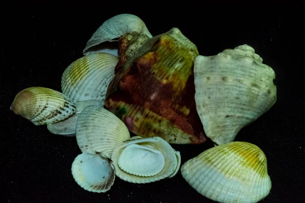 composition with seashells on a black background