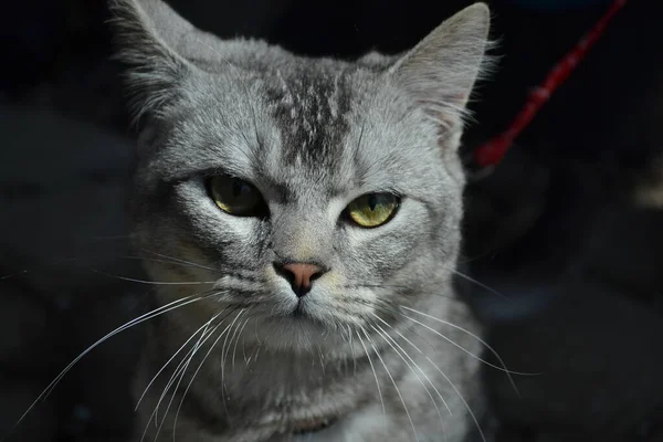 close up portrait of beautiful fluffy white cat