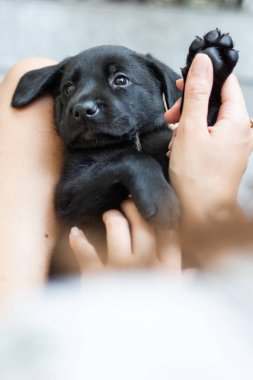 Siyah labrador köpeği. Bir aylık siyah gözlü bir köpek. Küçük yavru köpek patileri. Evde hayvan var..