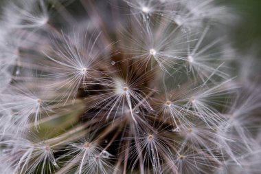 Çiçek çayırında yetişen karahindibanın Macro fotoğrafı. Harika bir doğa. Dağlardaki evin etrafındaki bahçe.