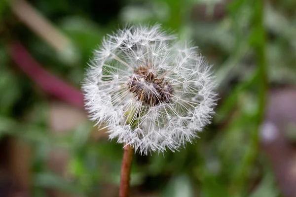 A dandelion grows in a meadow of flowers. Great nature. The yard around the house in mountains.