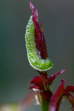 Mor yapraklı beyaz çizgili yeşil tırtıl. Gülün üstündeki solucanın Macro fotoğrafı. Yeşil arka plan. Harika doğa..