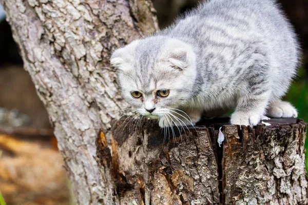 Small Gray Cat Sits Tree Looks Kitten Light Fur Yellow — Foto de Stock
